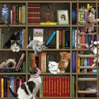Chatons de Bibliothèque