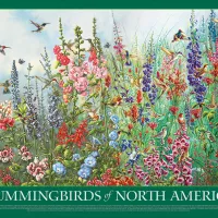 Colibris d'Amérique du Nord