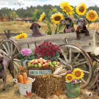 Wagon de Choc
