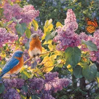 Intermède de Printemps