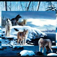 Kevin Daniel - Ice Wolves