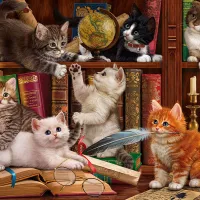 Chatons dans la Librairie