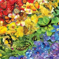 Arc-en-Ciel de Papillons