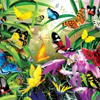 Lori Schory - Tropical Butterflies