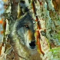 Pièces XXL - Rencontre avec un Loup
