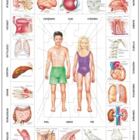 Puzzle Cadre - Nuestro Cuerpo (en Espagnol)