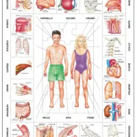Puzzle Cadre - Il Nostro Corpo (en italien)