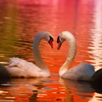 Cygnes