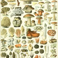 Illustration du Larousse : Champignons, XIXè Siècle