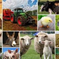 Collage - Animaux de la Ferme