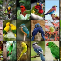 Collage - Oiseaux Colorés