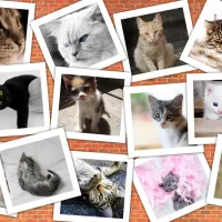 Chats