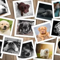 Chiens