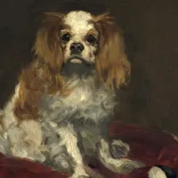 Edouard Manet : Un Cavalier King Charles Spaniel, 1866