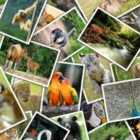 Promenade au Zoo