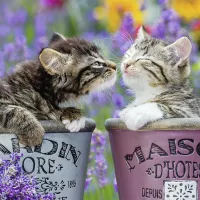 Bisous de Chatons