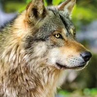 Loup Gris Européen