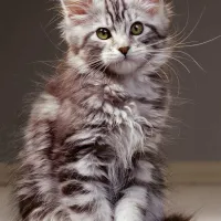 Le Chaton