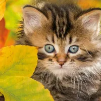 Chaton en automne