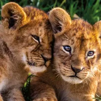 Adorable Lion Babies