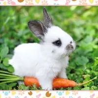 Petit Lapin et sa Carotte