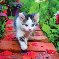 Chaton