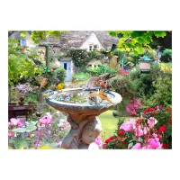 Oiseaux D'Été