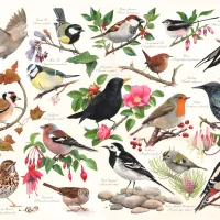 Oiseaux Dans Mon Jardin