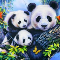 Panda Family
