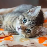 Kitten