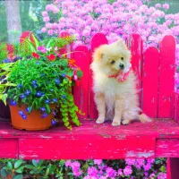 Puppy in the Colorful Garden