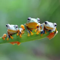Friendly Frogs