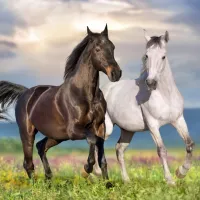 Couple de Chevaux