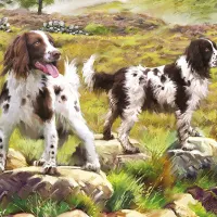 Spaniel on Moor