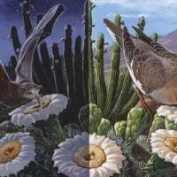 Desert Ecosystem
