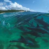 Bottlenose Dolphins