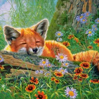Rêves de Renard