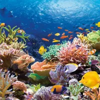 Récif de Corail