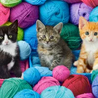 Chatons dans un Magasin de Laine
