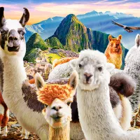 Selfie de Lamas