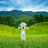 Rizières au Vietnam