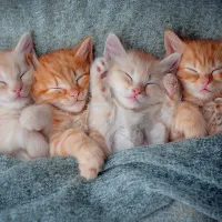 Chatons Mignons