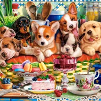 Dessert Pour Chiots