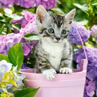 Chaton dans le Pot