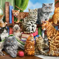 Maison des Chats
