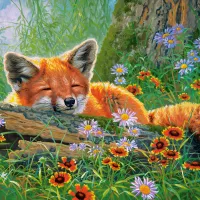 Rêves de Renard