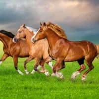 Chevaux en Ruée Vers le Printemps