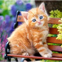 Chat Roux