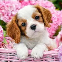 Chiot en Fleurs Roses