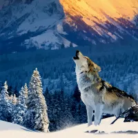 Loup de Yellowstone